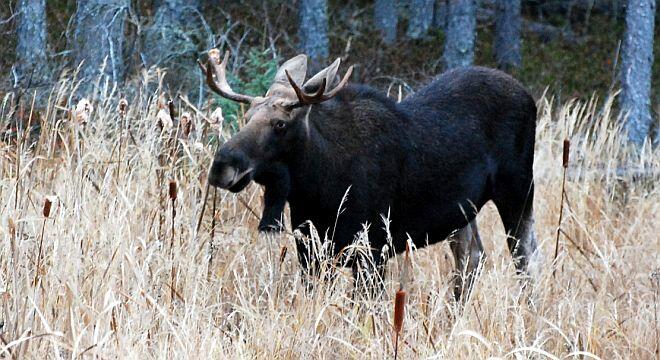 greenstone moose