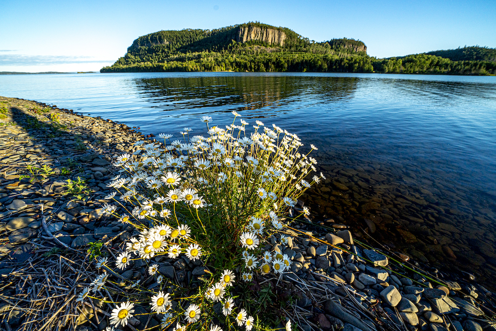 Wildflowers blooming next to water with cliffs across on distant shore.