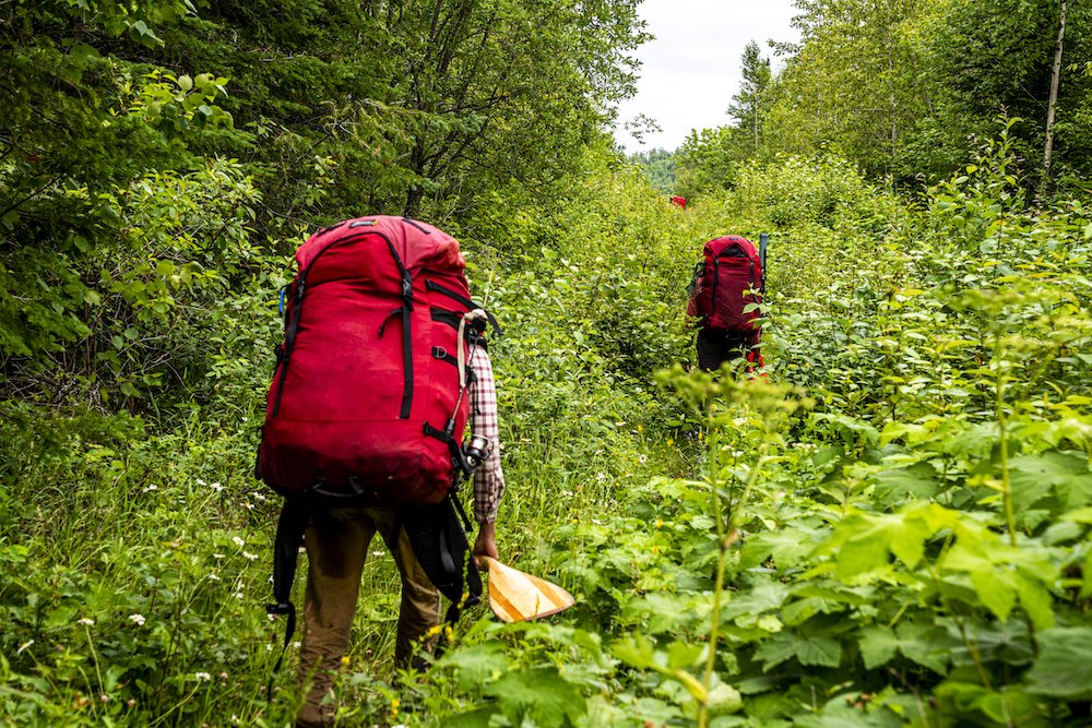 Three people portaging red canoe packs through tall plants.