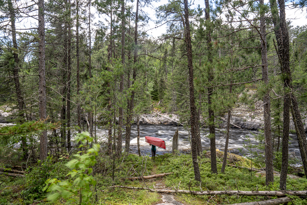 Person portaging red canoe to a whitewater river, through the trees.