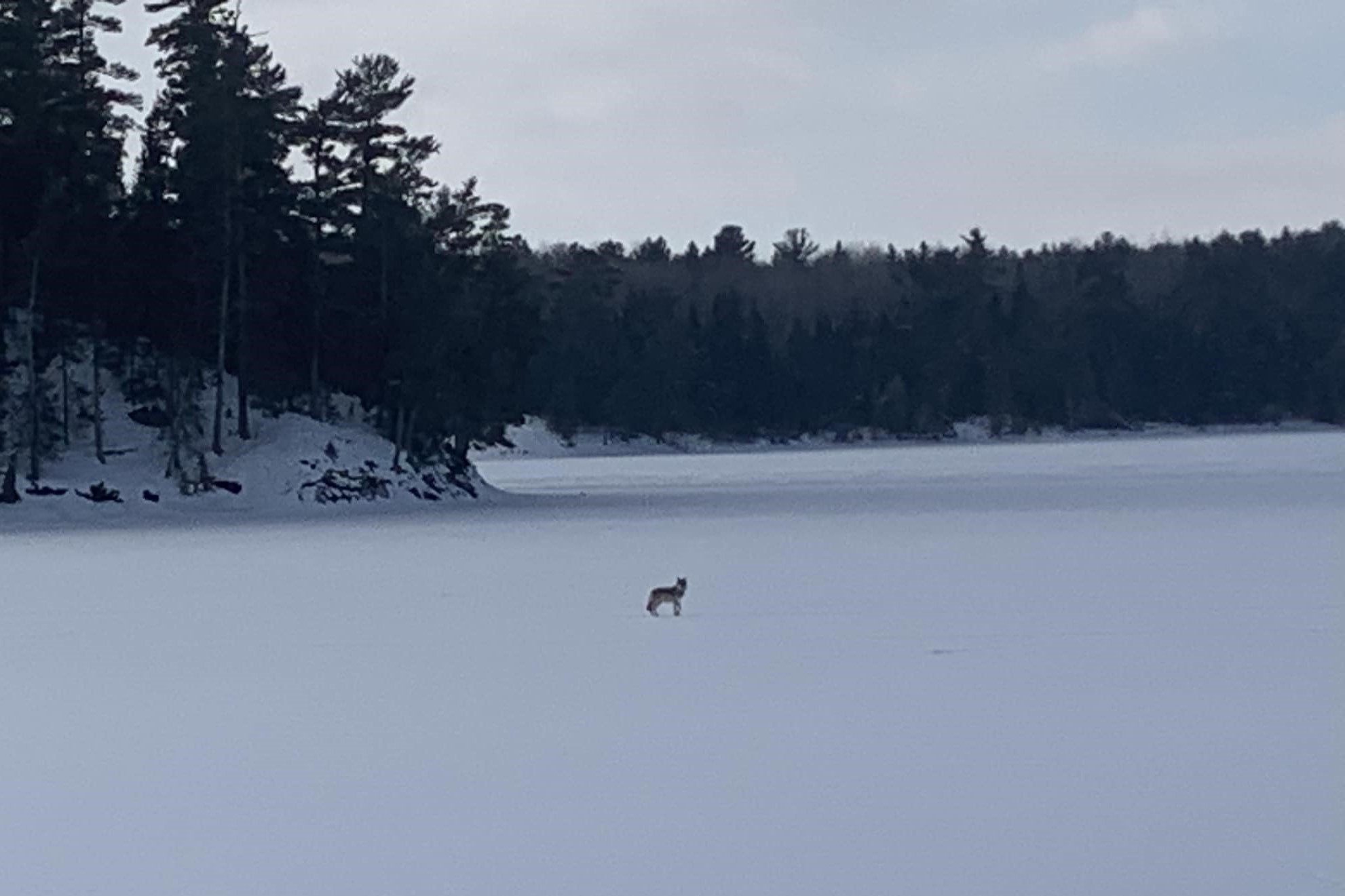 Wolf on Lake of the Woods
