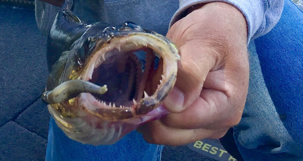 Walleye Wonderland in Algoma Country, Ontario Canada