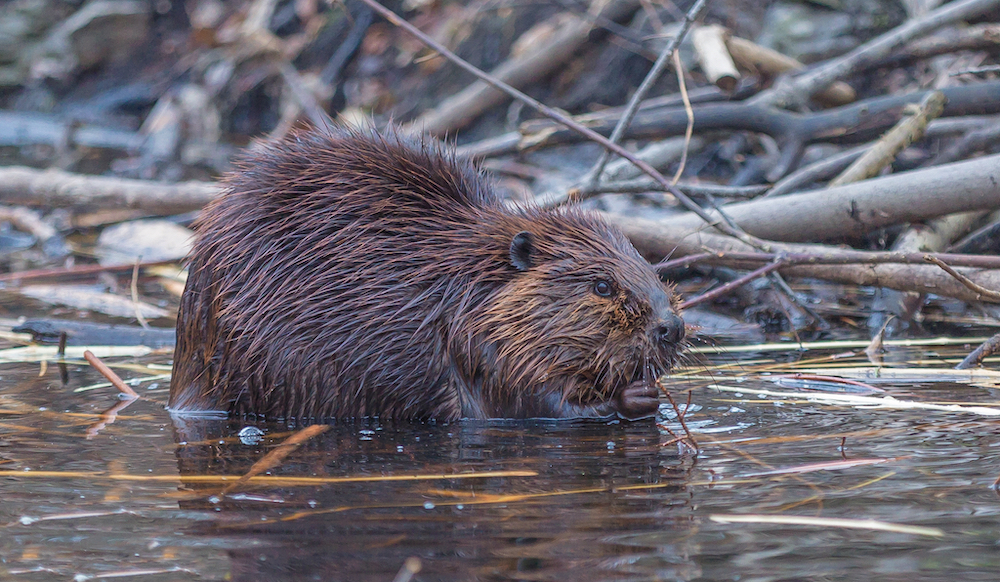 Beaver in shallow water with sticks behind.