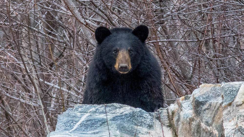 Black bear peers over some rocks with bear trees behind.