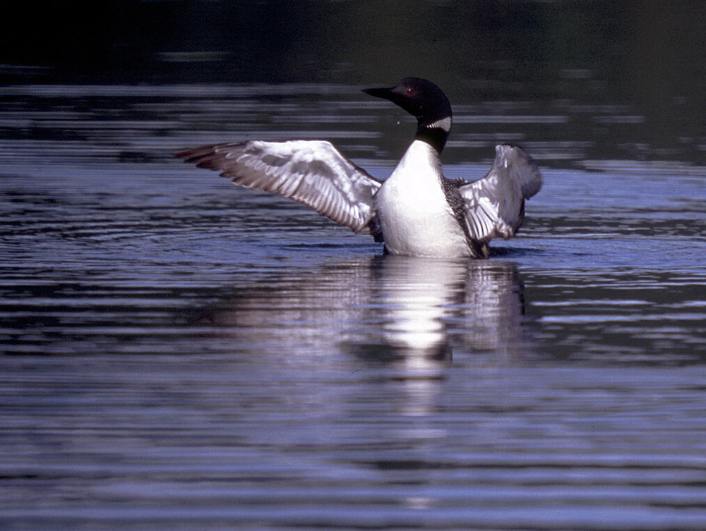 Loon flapping its wings on the water.