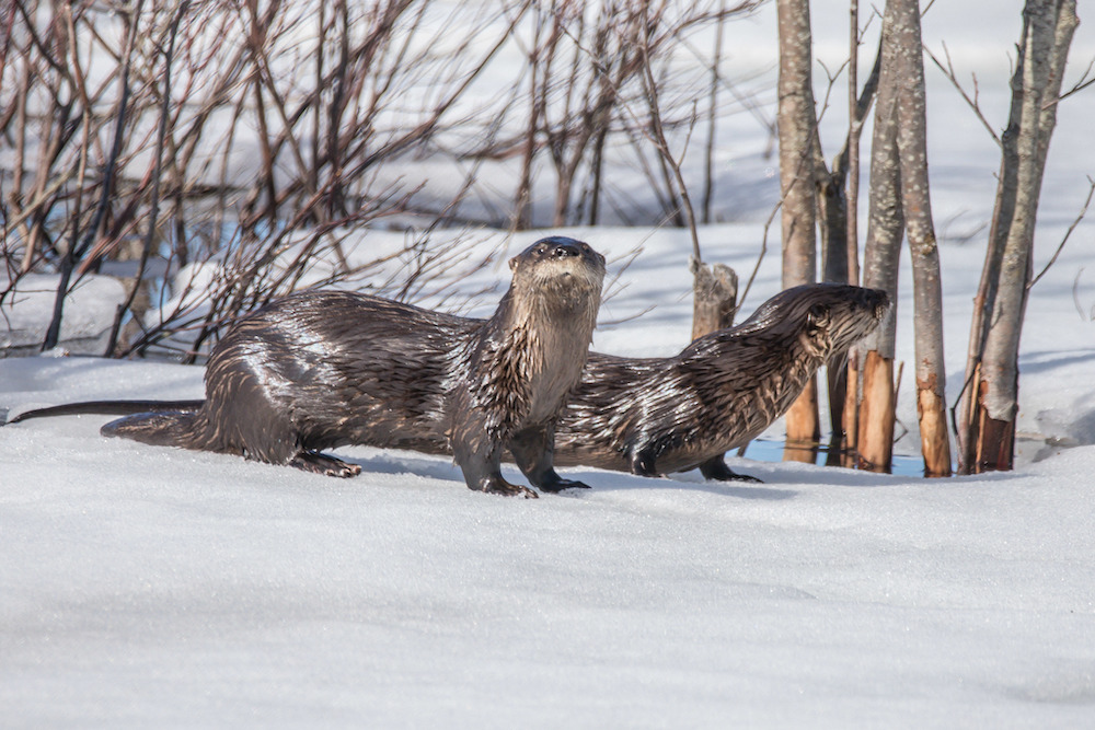Two otters on the snow.
