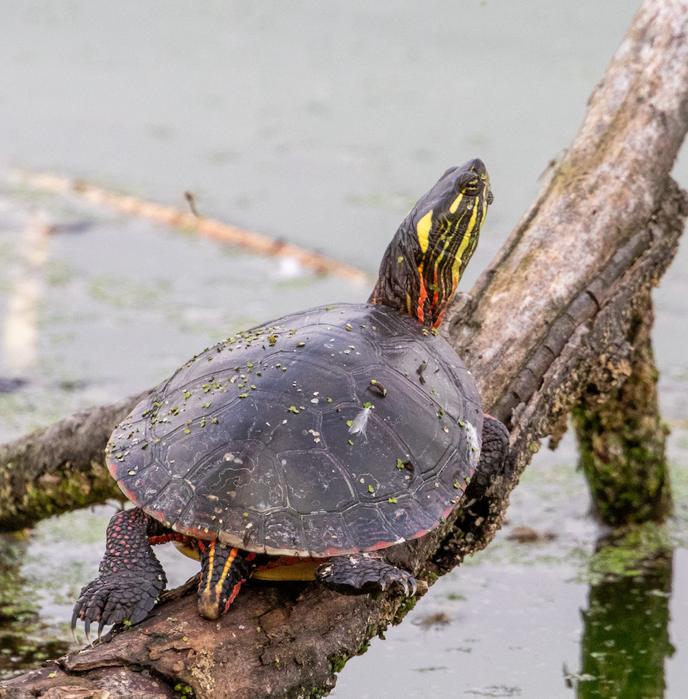 Painted turtle sitting on a log on the water.
