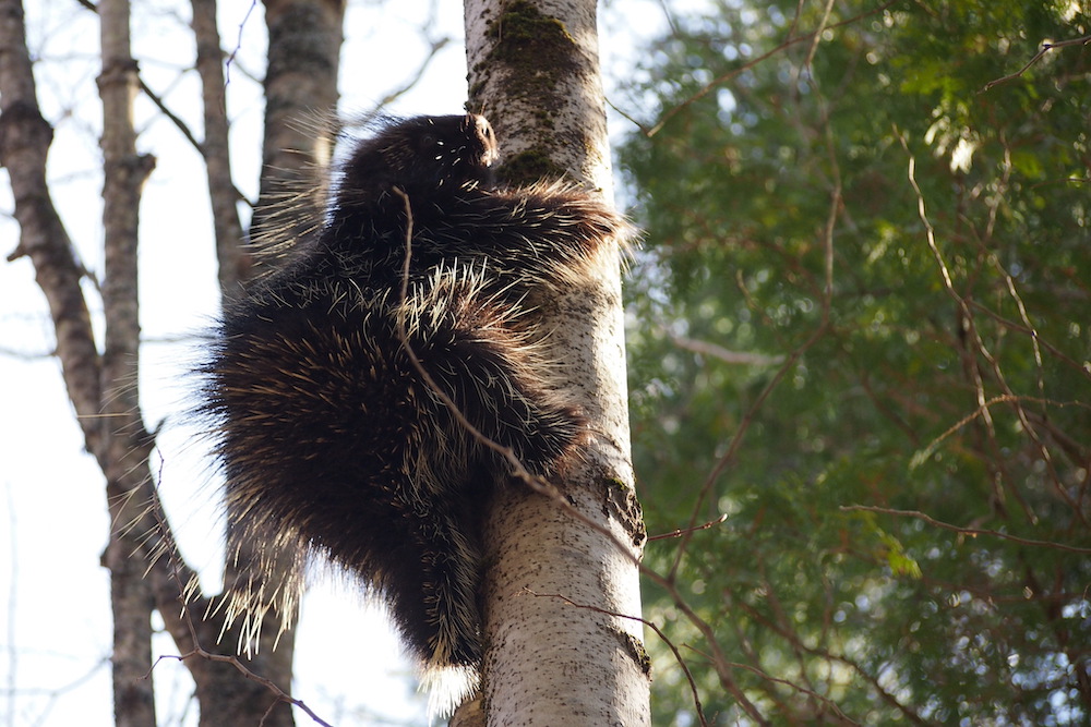 Porcupine clinging to a tree.
