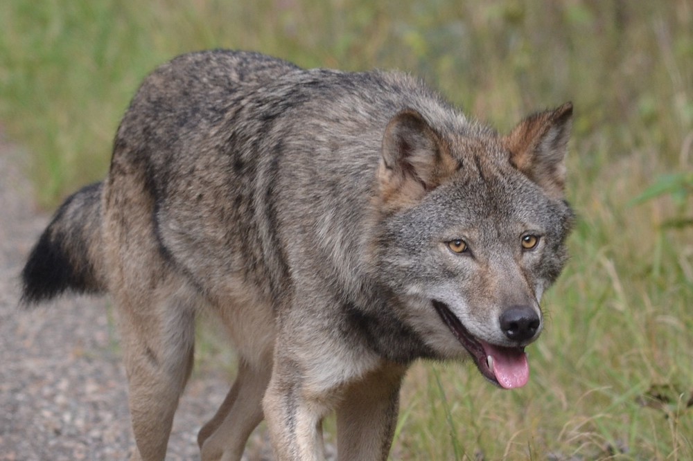Wolf panting as it walks forward with grass in background.