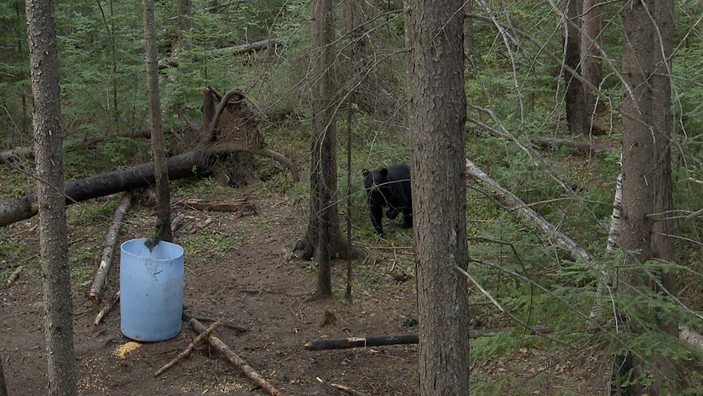 Dog Lake Bear Hunting in Northwestern Ontario
