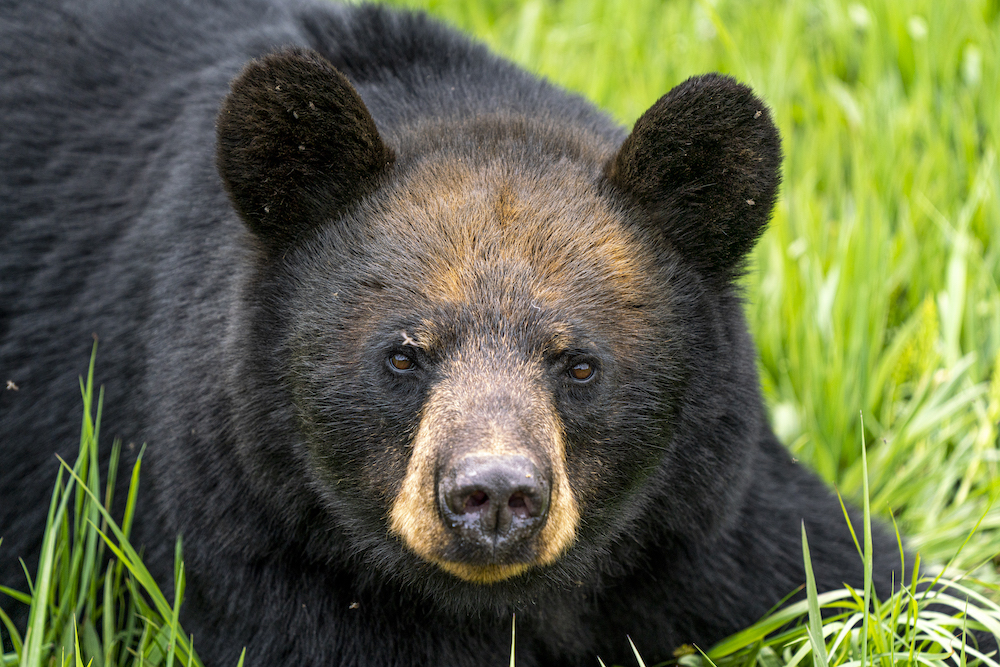 Black bear among green grass staring into camera.