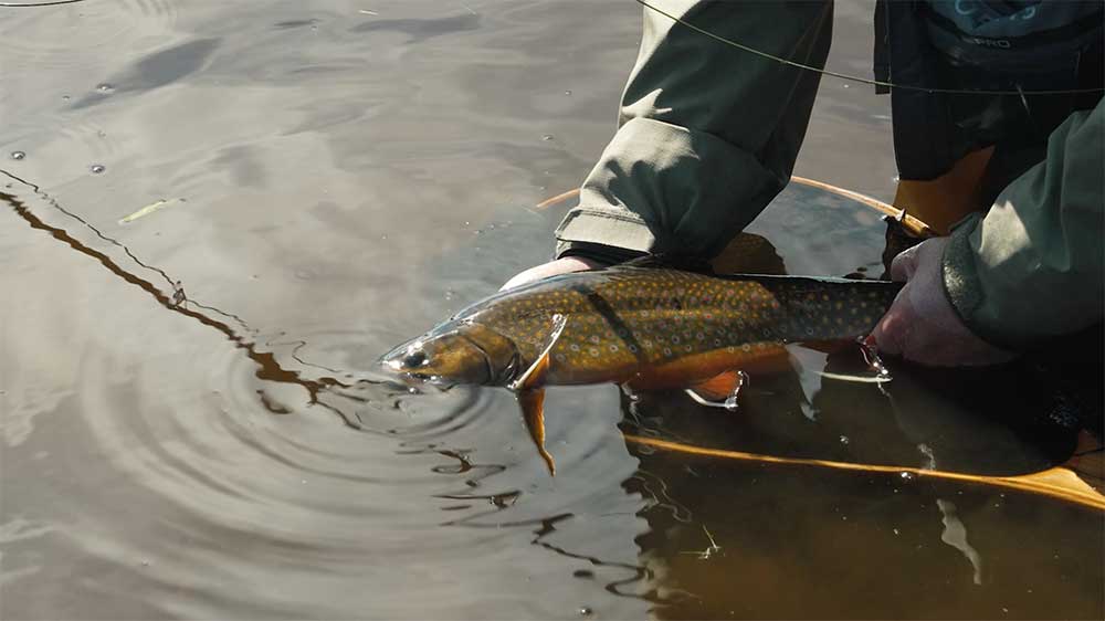 TNFF brooktrout