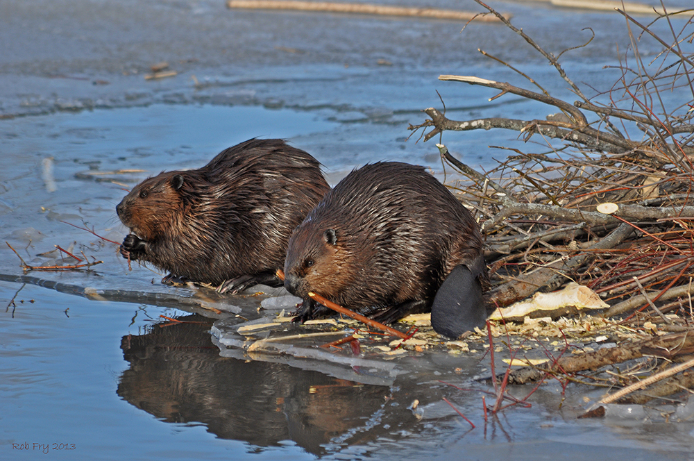 beavers working on their lodge