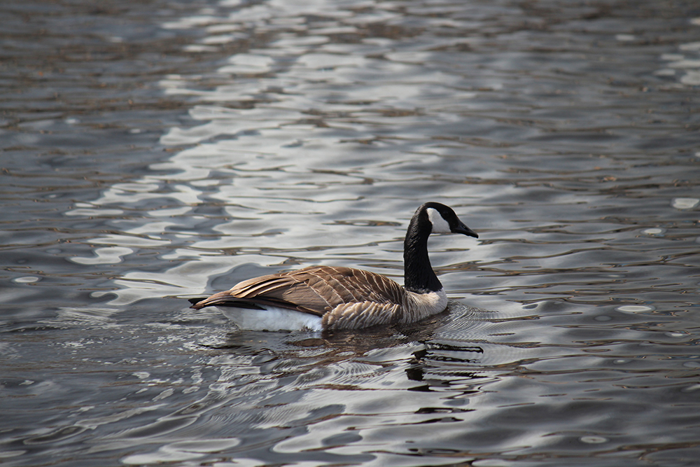 a Canada goose swimming in the water