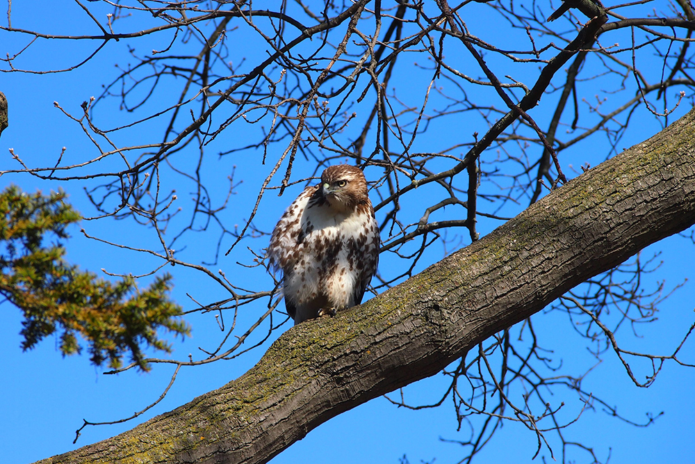 a red-tailed hawk sits in a tree