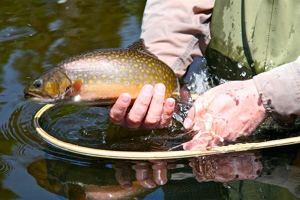 TNFF-brook trout