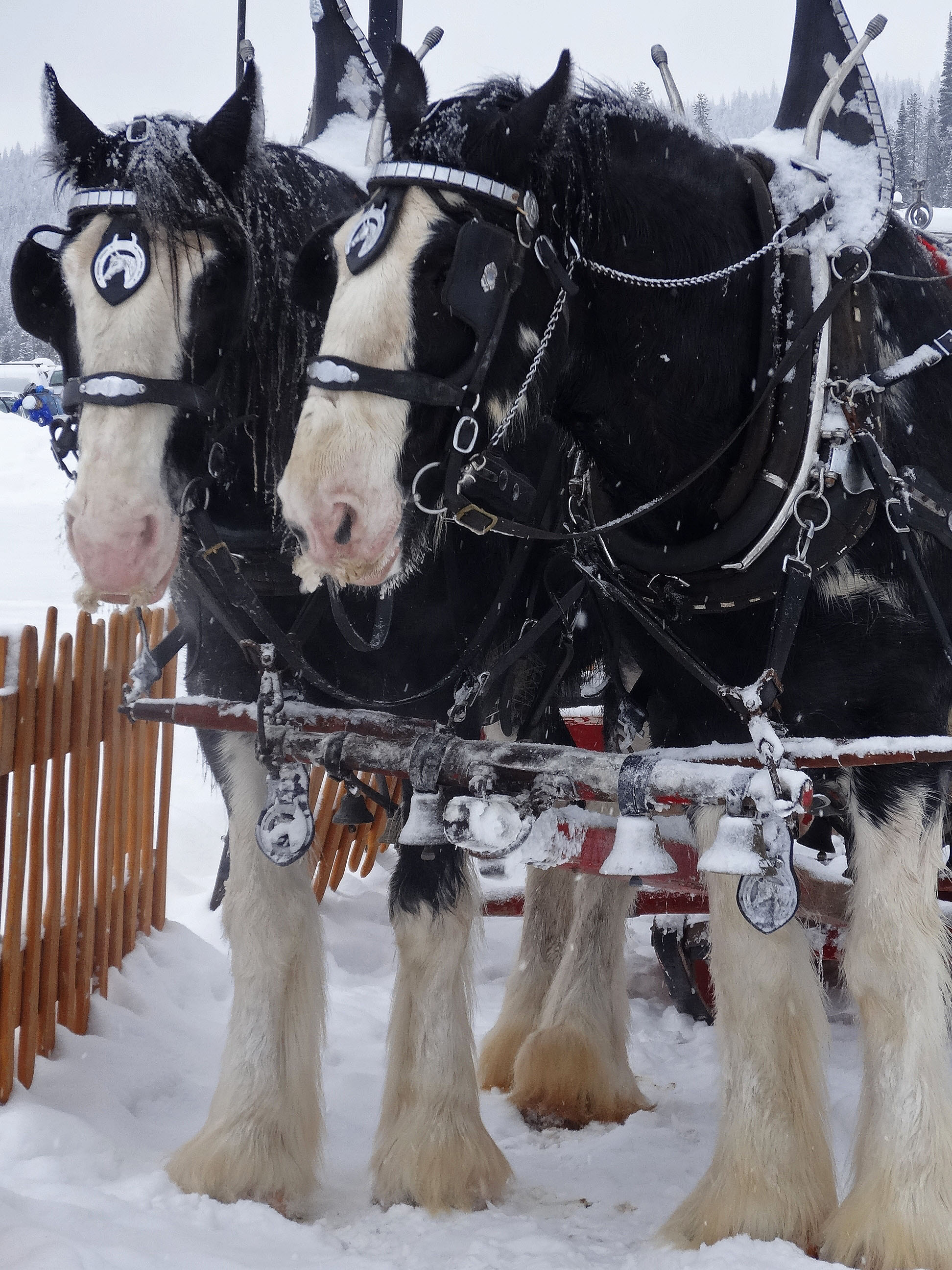 Two black and white clydesdale horses hooked up to a winter sleigh