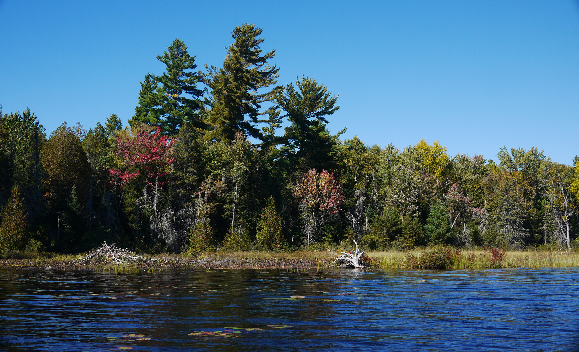 green trees with hints of red and yellow along a river's edge, under a clear blue sky
