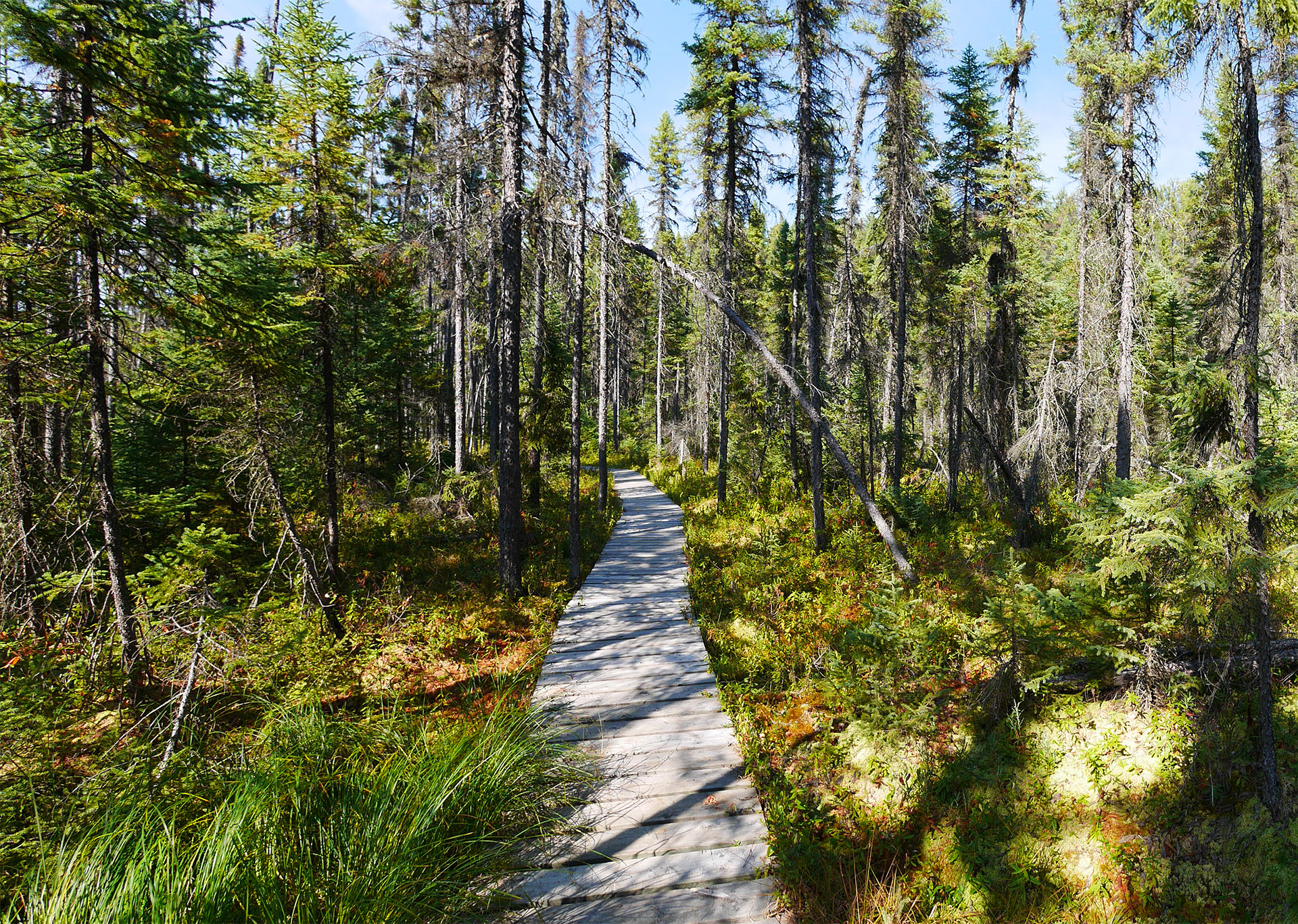 boardwalk trail through a bog forest of thin spruce trees under a clear blue sky