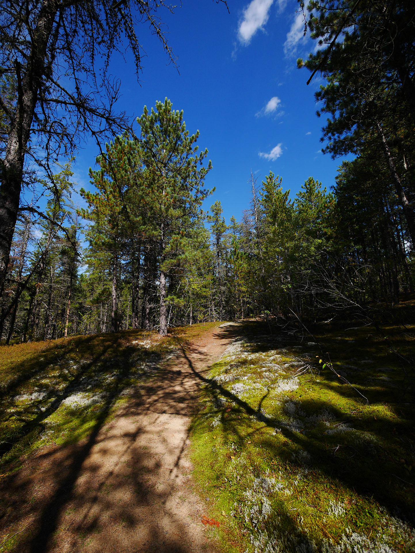 hiking trail surrounded by tall green pines under a bright blue sky