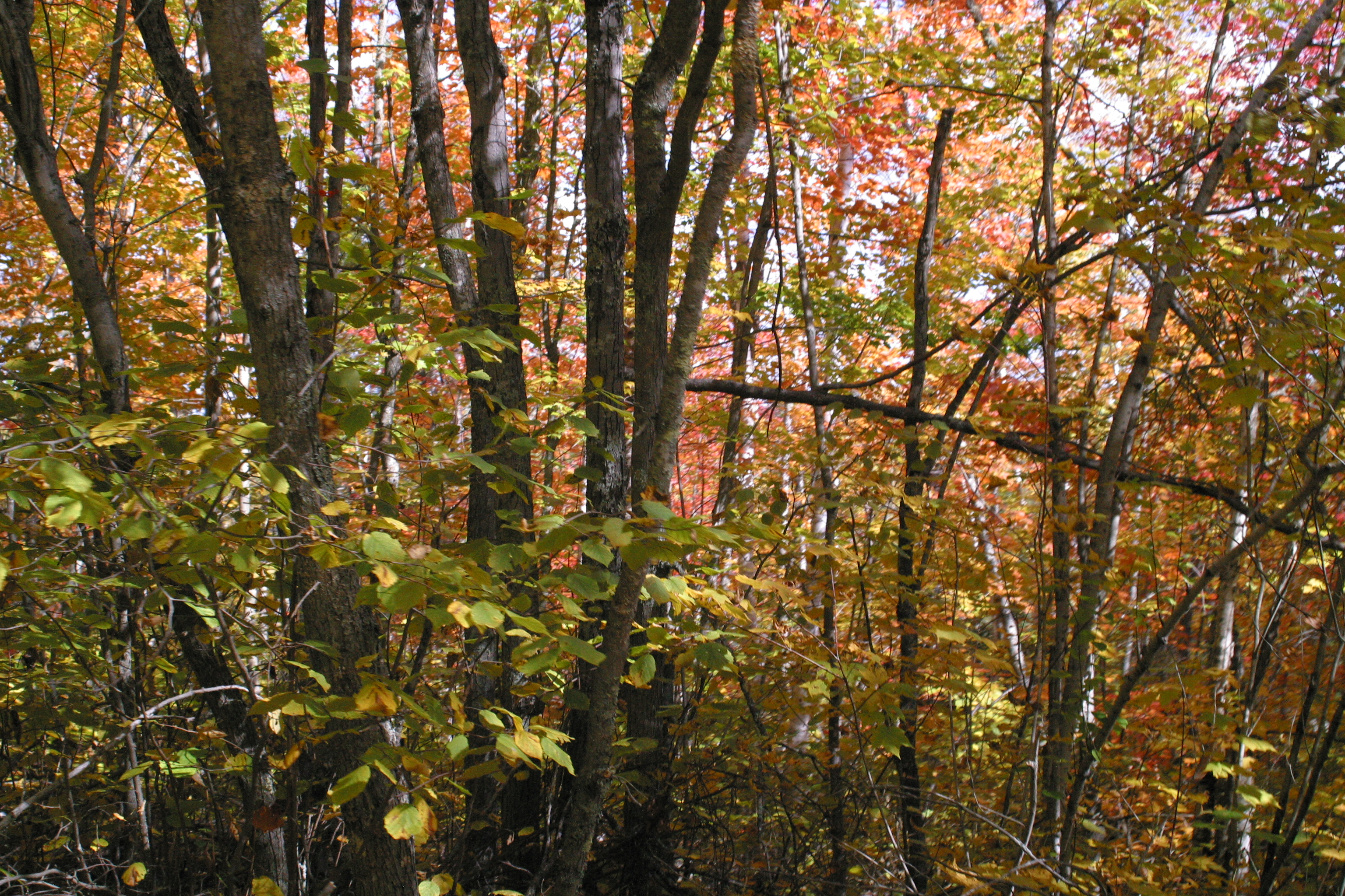 Fall in Ontario's Boreal forest