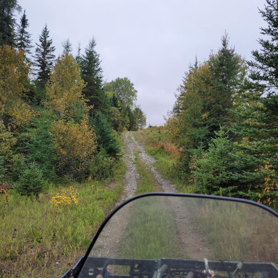 Trail view from ATV