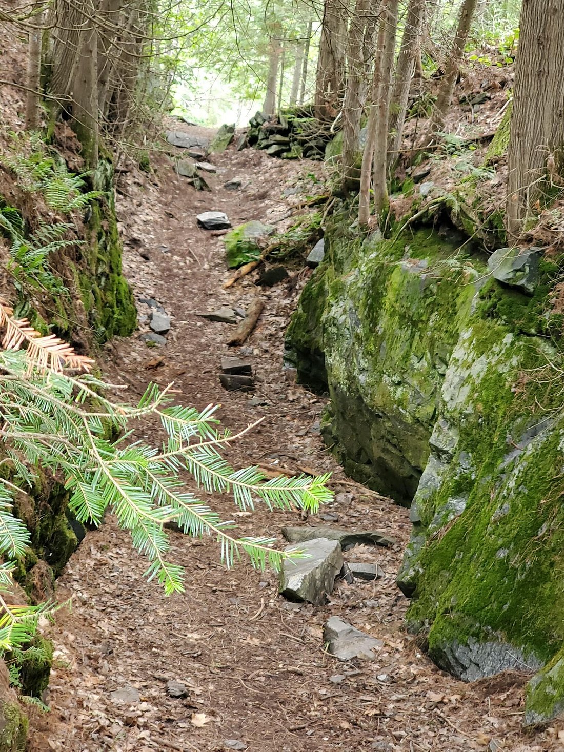 Twin Bridges Trail; a beautiful forest trail lined with mossy rocks in Chutes Provincial Park