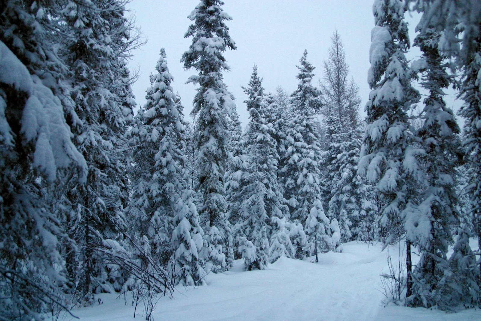 Snowy pines in Northwestern Ontario