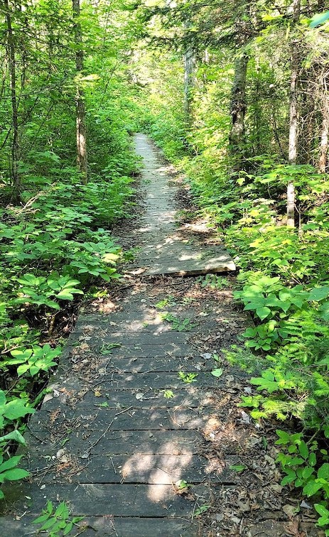 a pretty walking trail through lush green forest