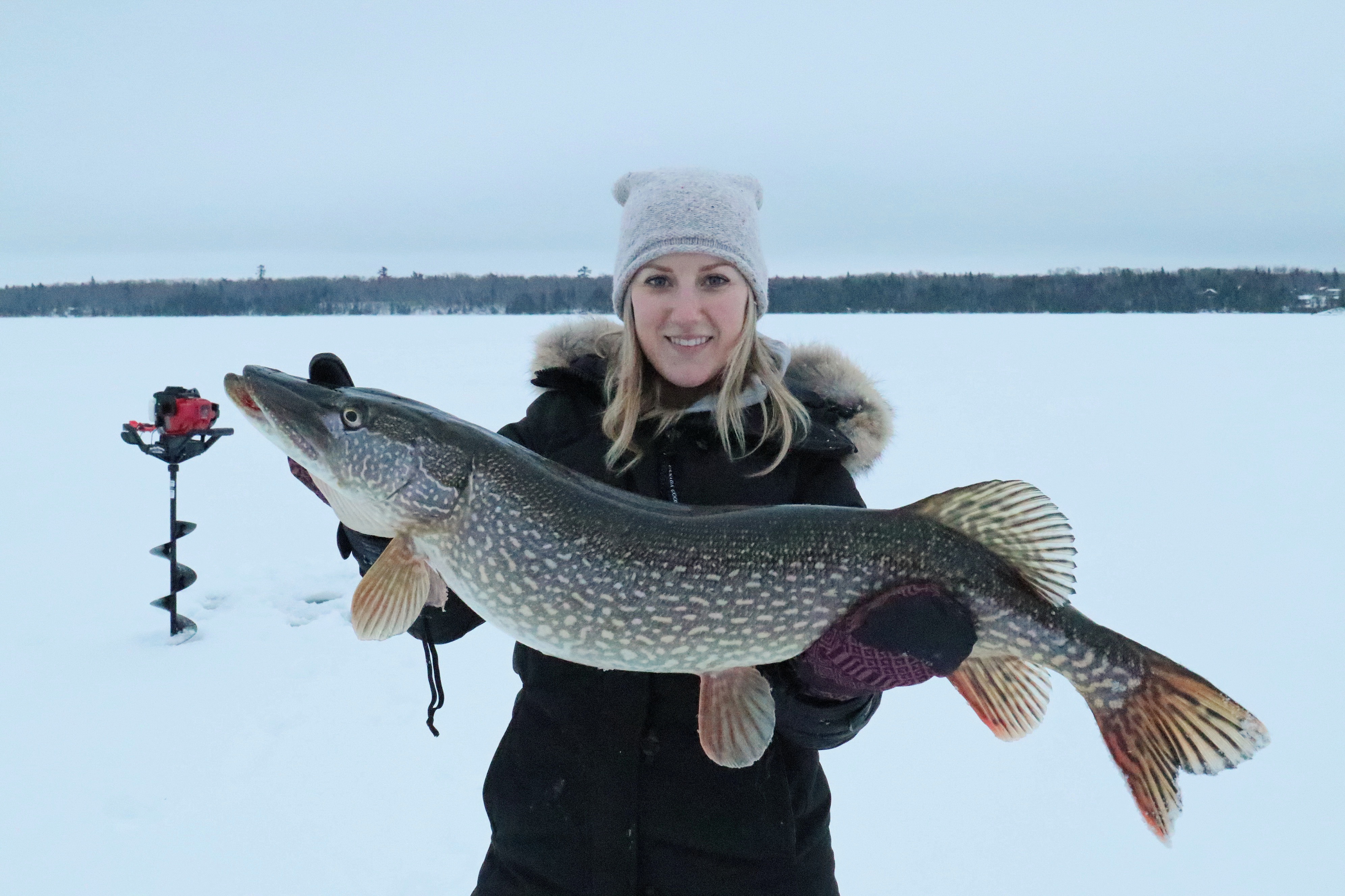Big northern pike caught ice fishing