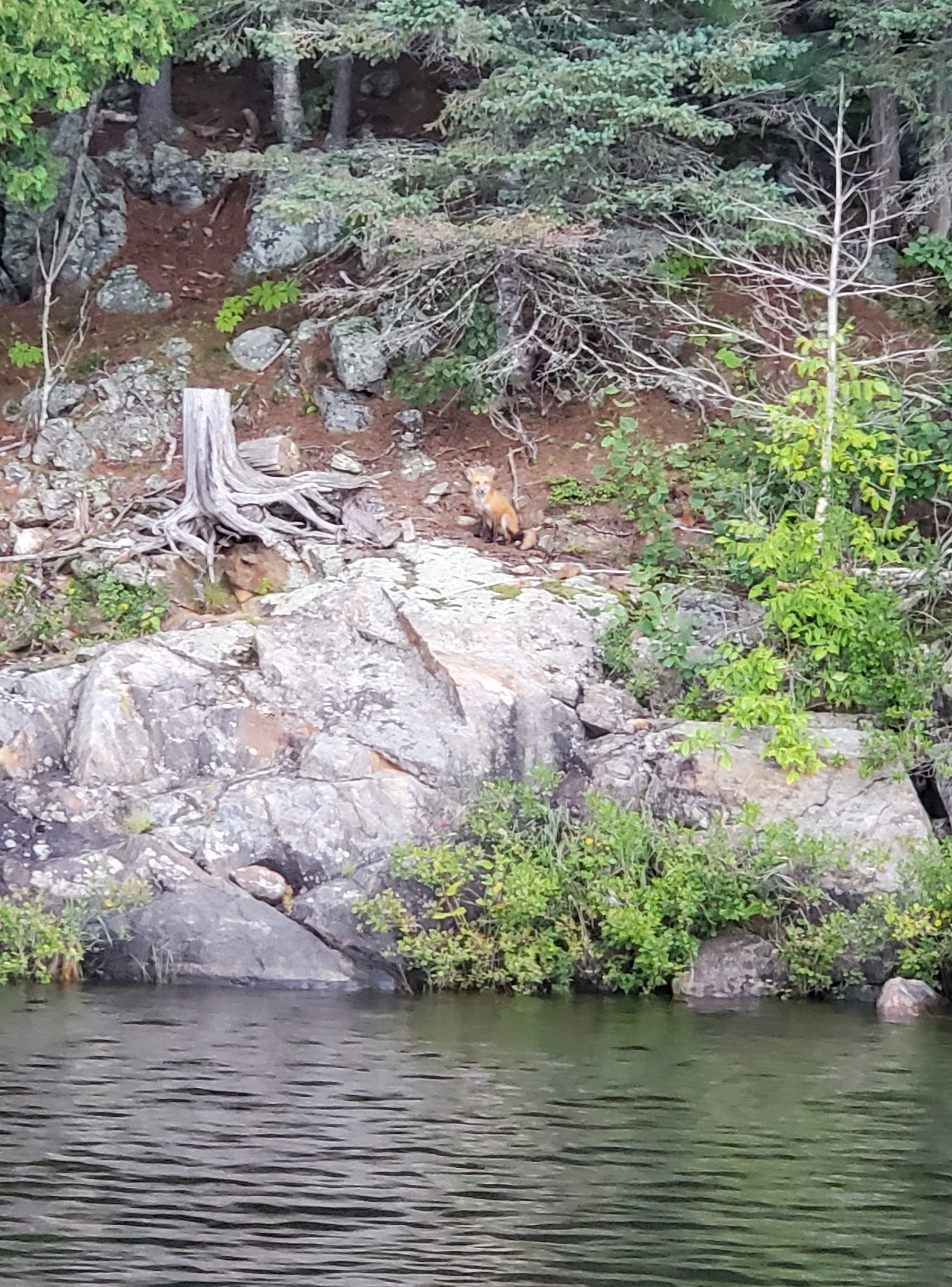 a fox sitting on a rocky, forested bank by a lake.