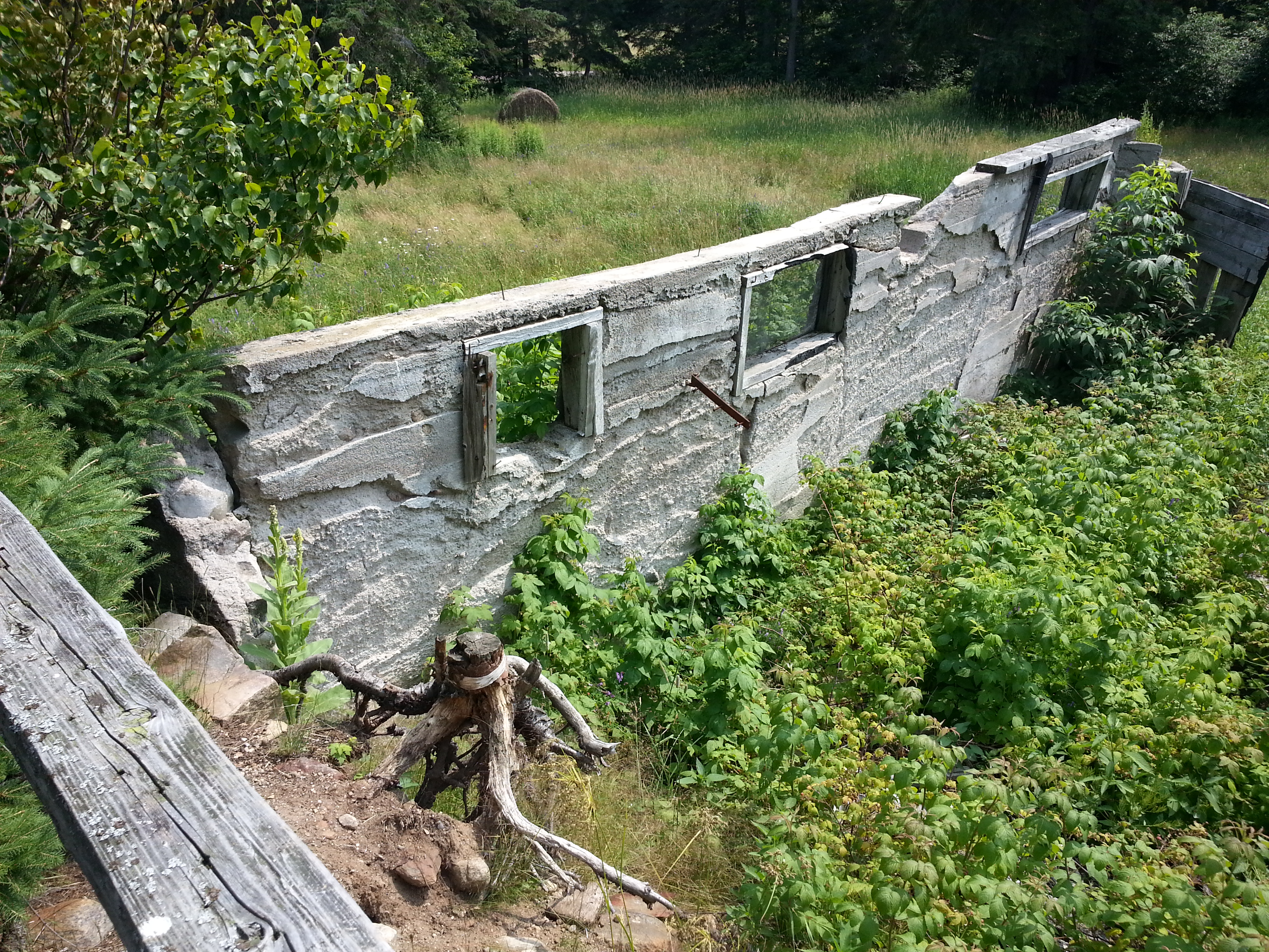 crumbled stone remnants of the barn at Lornie Bell's farm in Spence, Ontario; a low stone wall with 3 windows in it, surrounded by green underbrush and forest