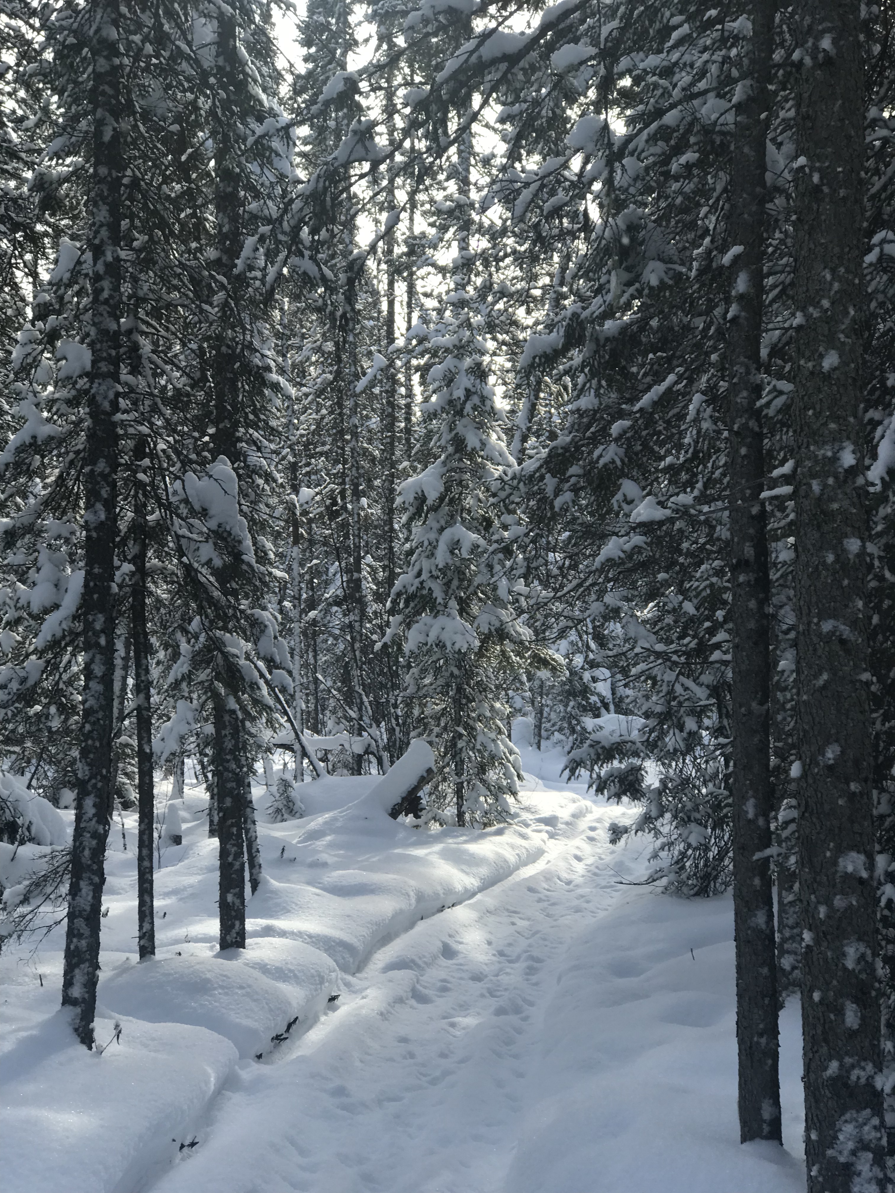 nature trail in the winter - Northwestern Ontario, Canada