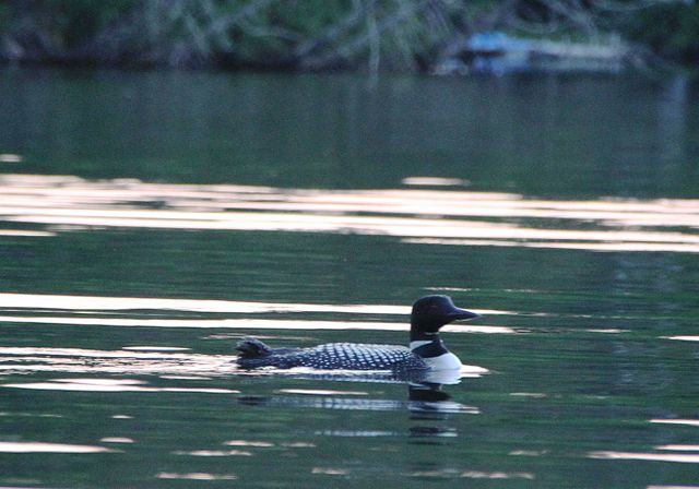 loon on calm waters