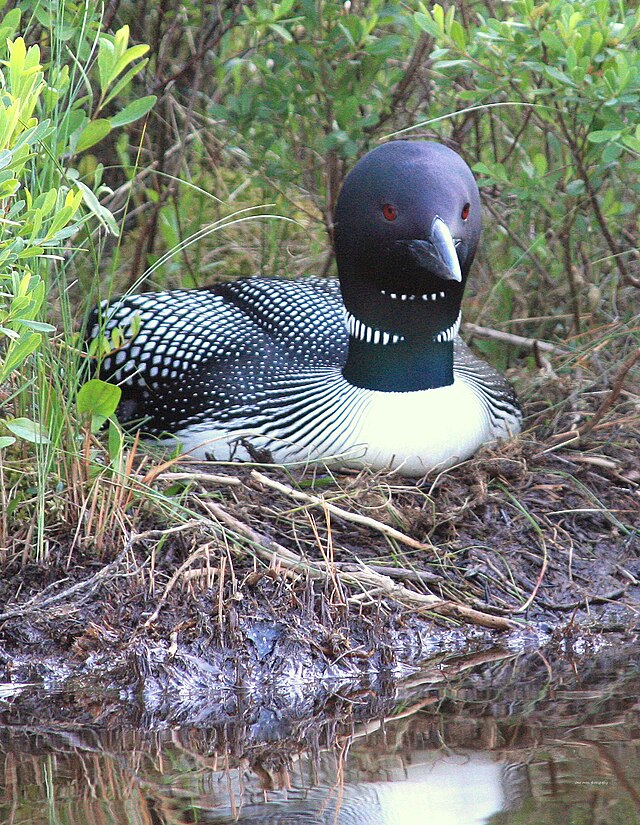 loon sitting in its nest