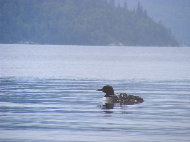 loon in the water with mountains in the background