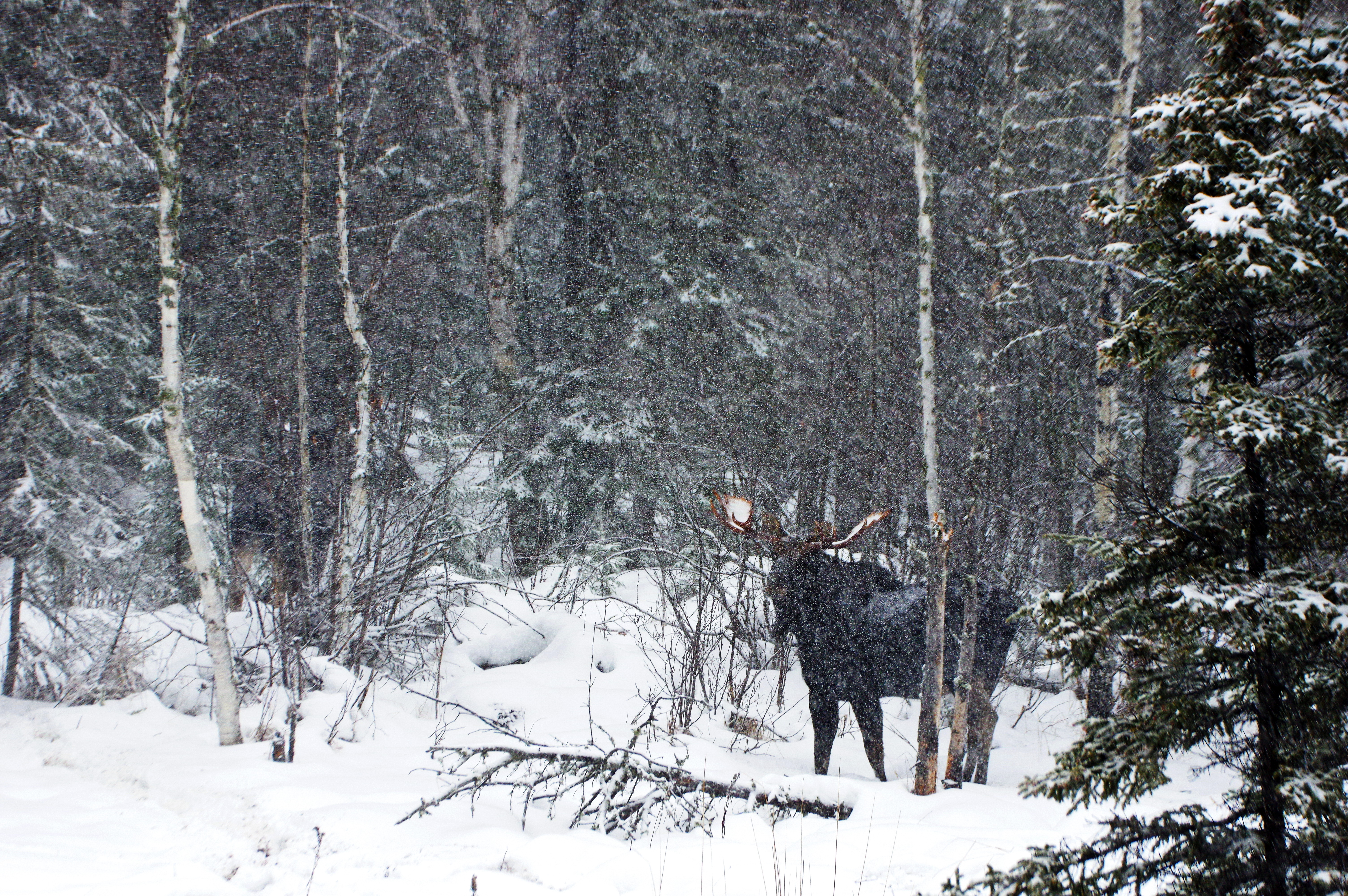 Just wondering about the snowflake shapes on this bull moose's rack - we'll never know for sure!