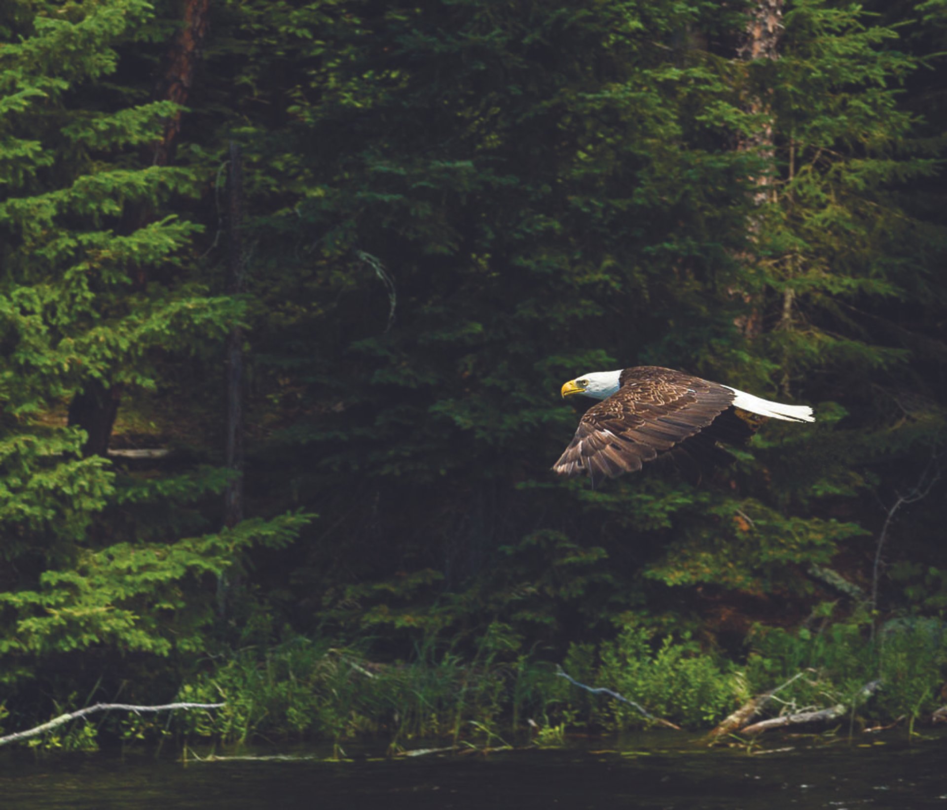 a bald eagle flies over water