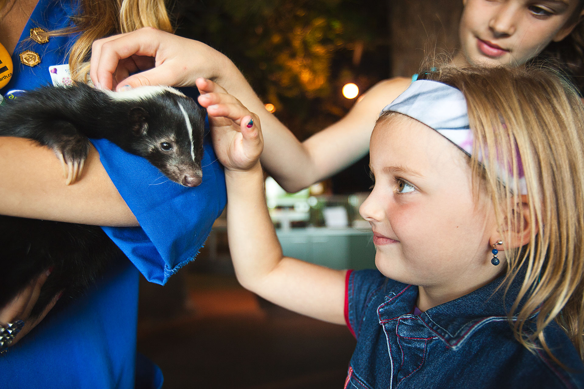 young girl pets a skunk at Science North in Sudbury