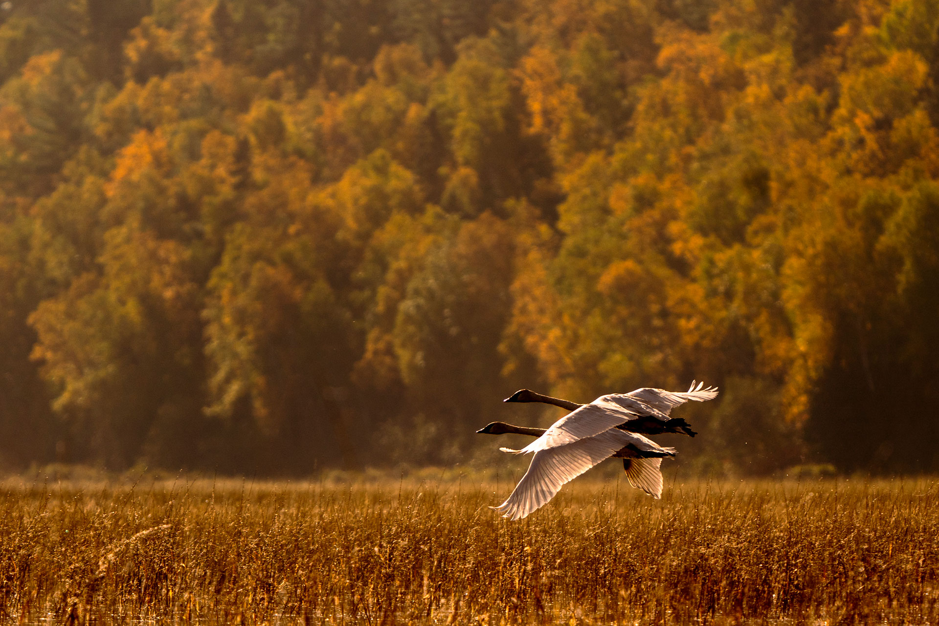 two swans fly over a wetland in fall