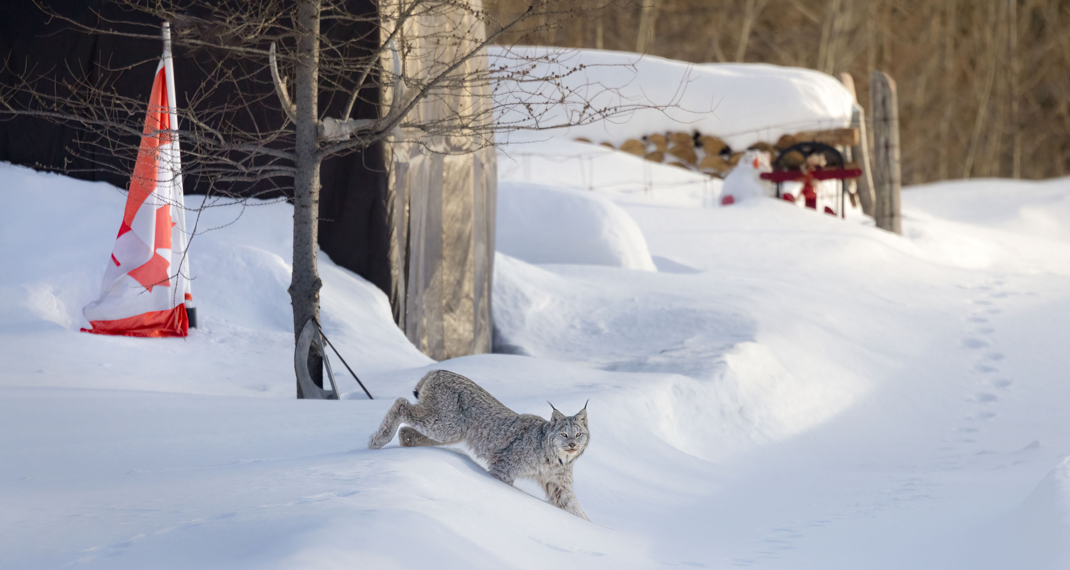 a bobcat runs past a forest camp in winter