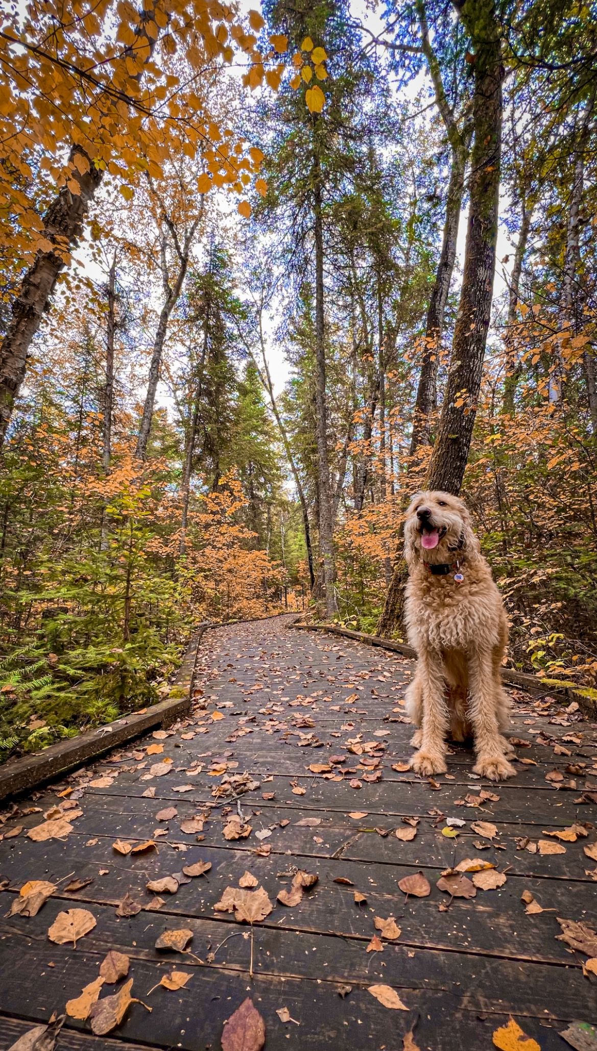 a dog on a boardwalk in fall at Quetico