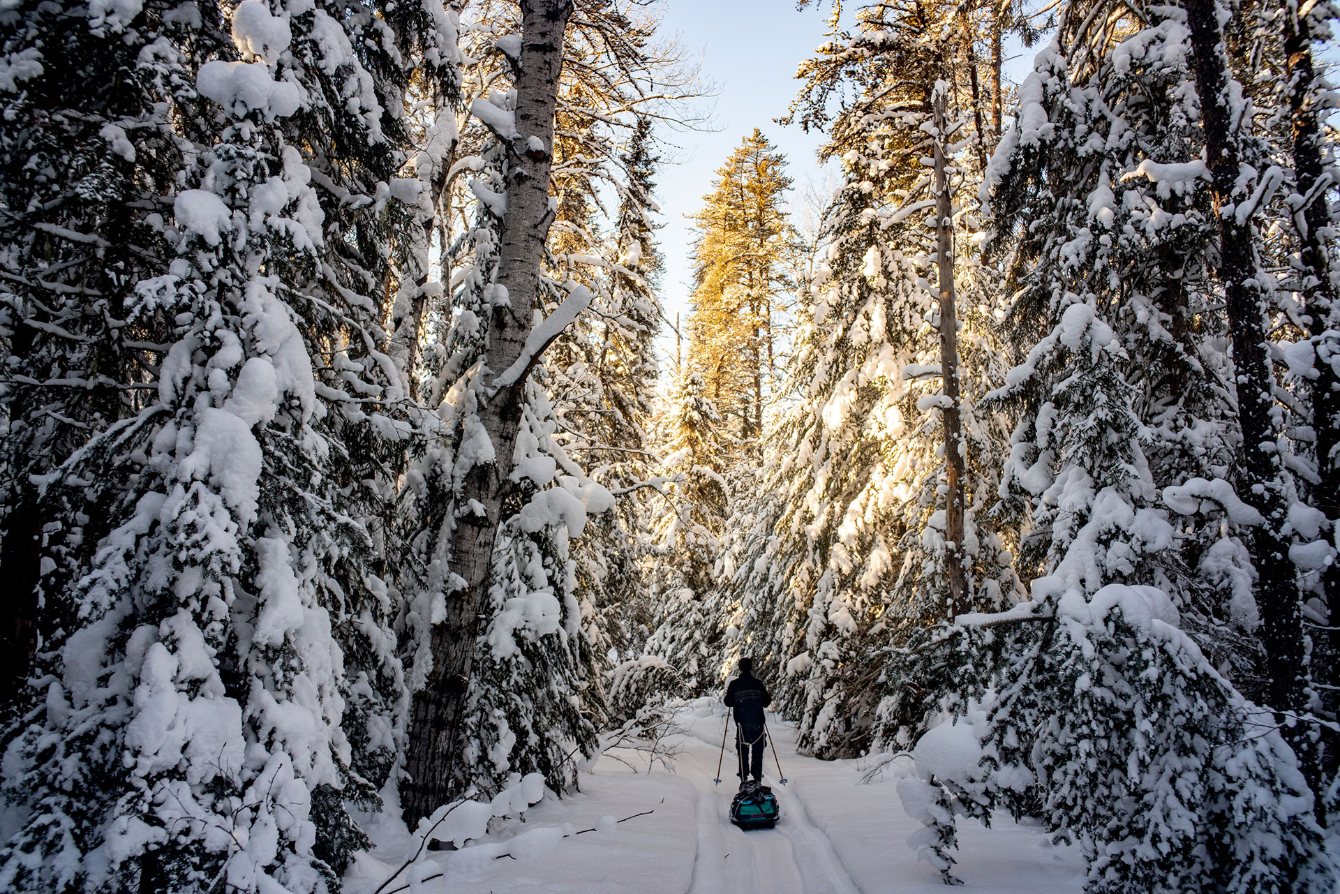 person backcountry skiing through a snowy winter forest