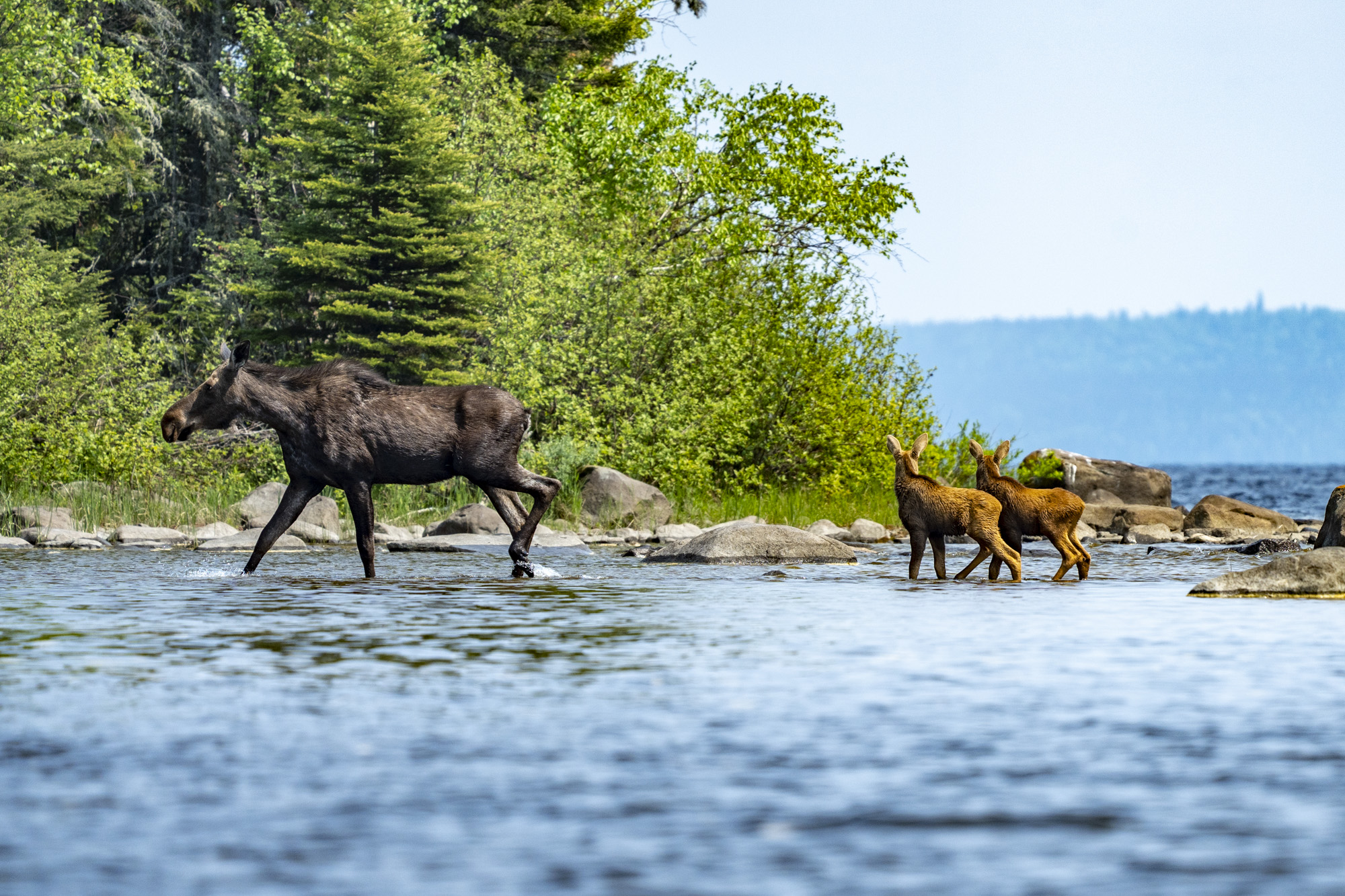 a moose with two calves walking in shallow water
