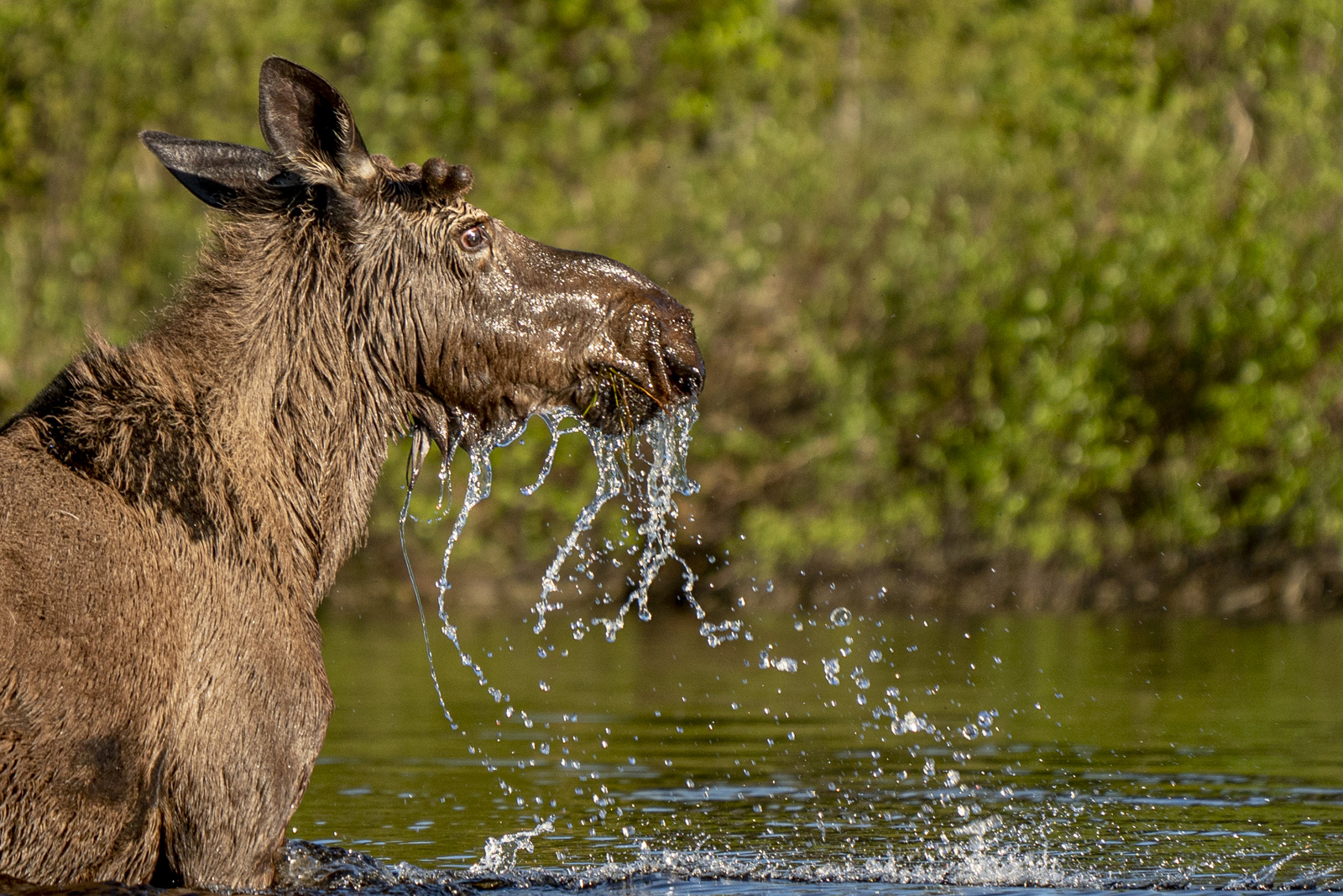 a moose lifts its head out of water