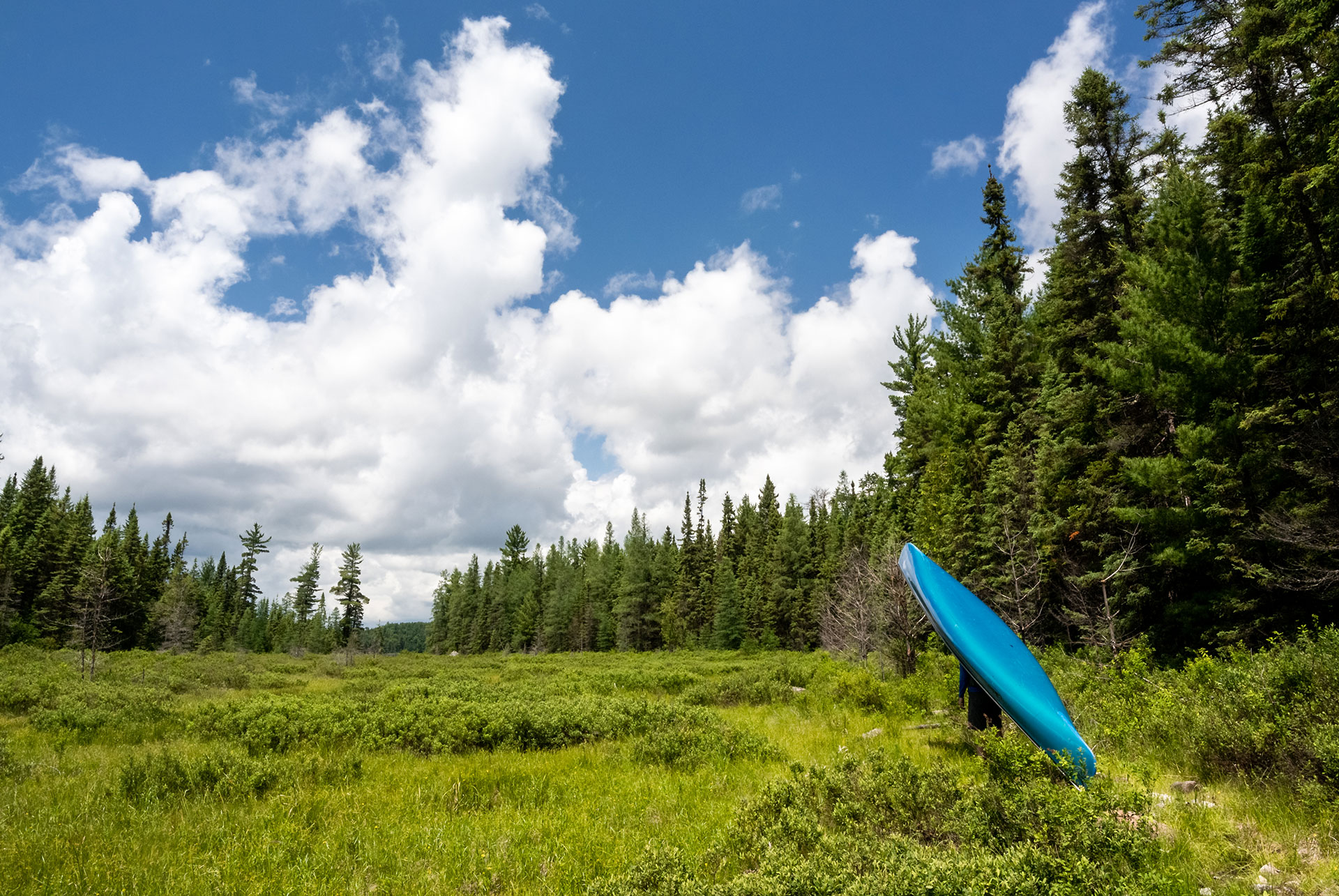 a person portages a blue canoe across a lush meadow