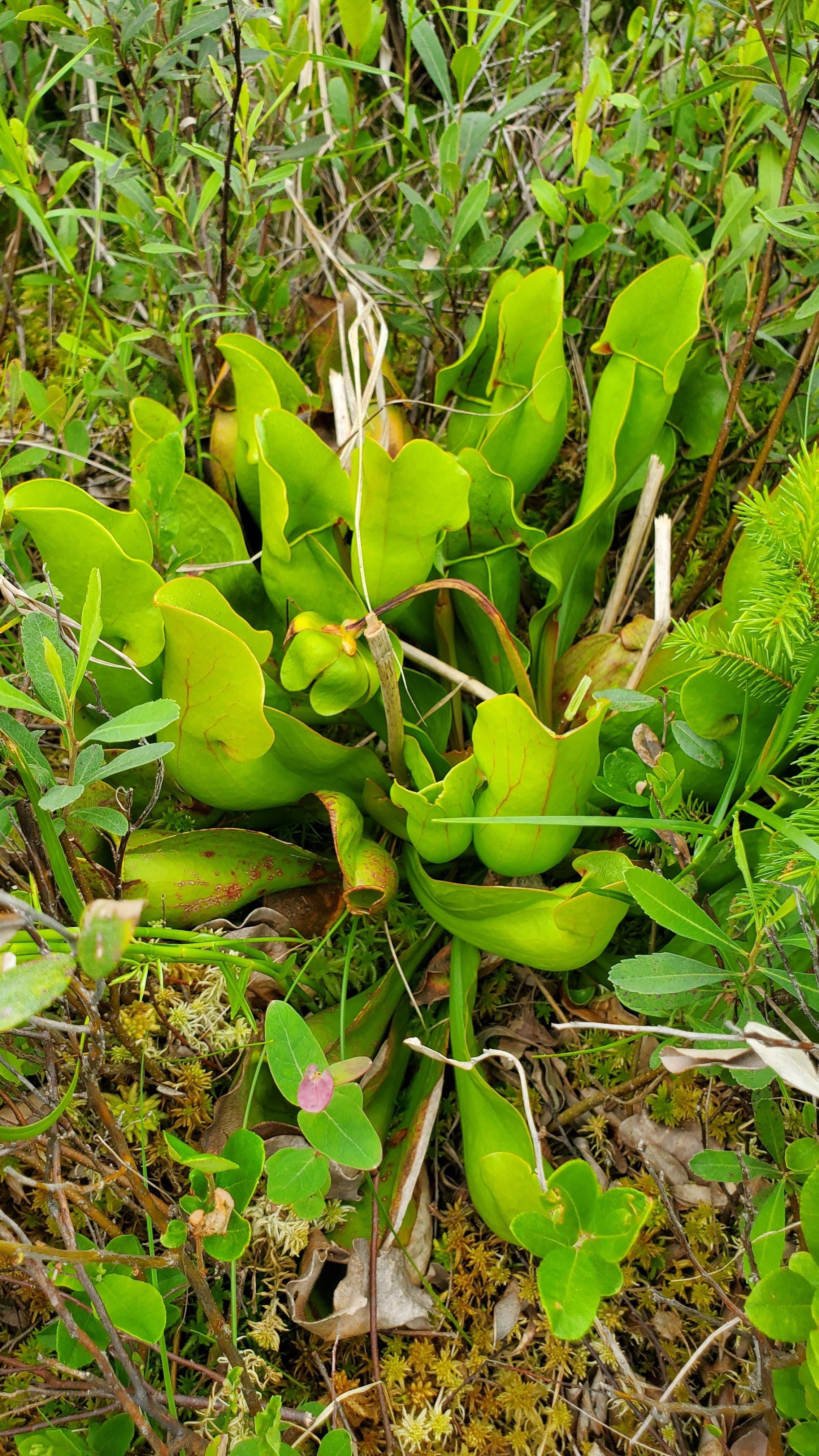 a pitcher plant; a low-growing, bright green plant with a star-like bouquet of overlapping cup-shaped leaves.