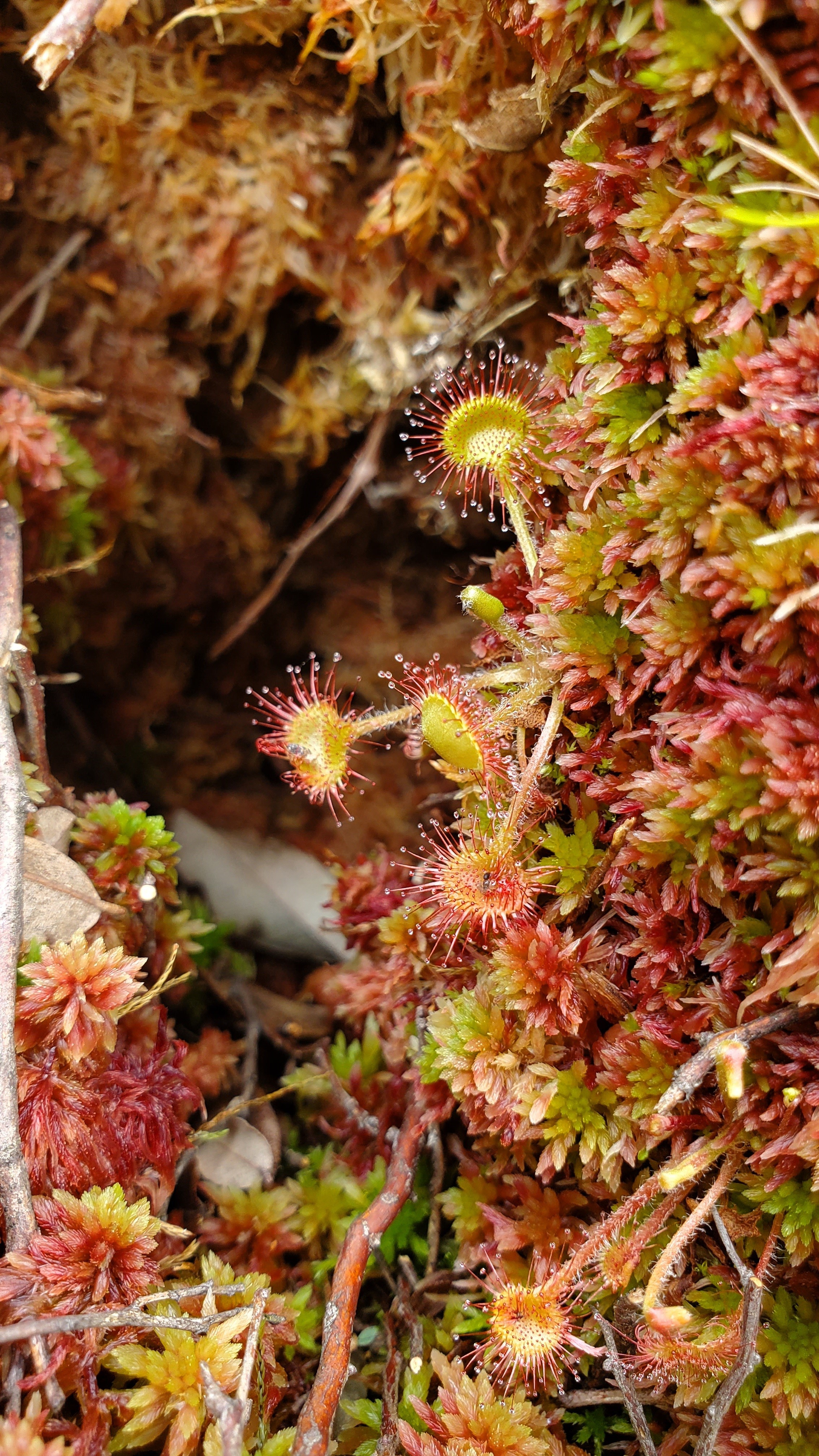 a sundew plant; short, delicate stems of green and red growing among moss.