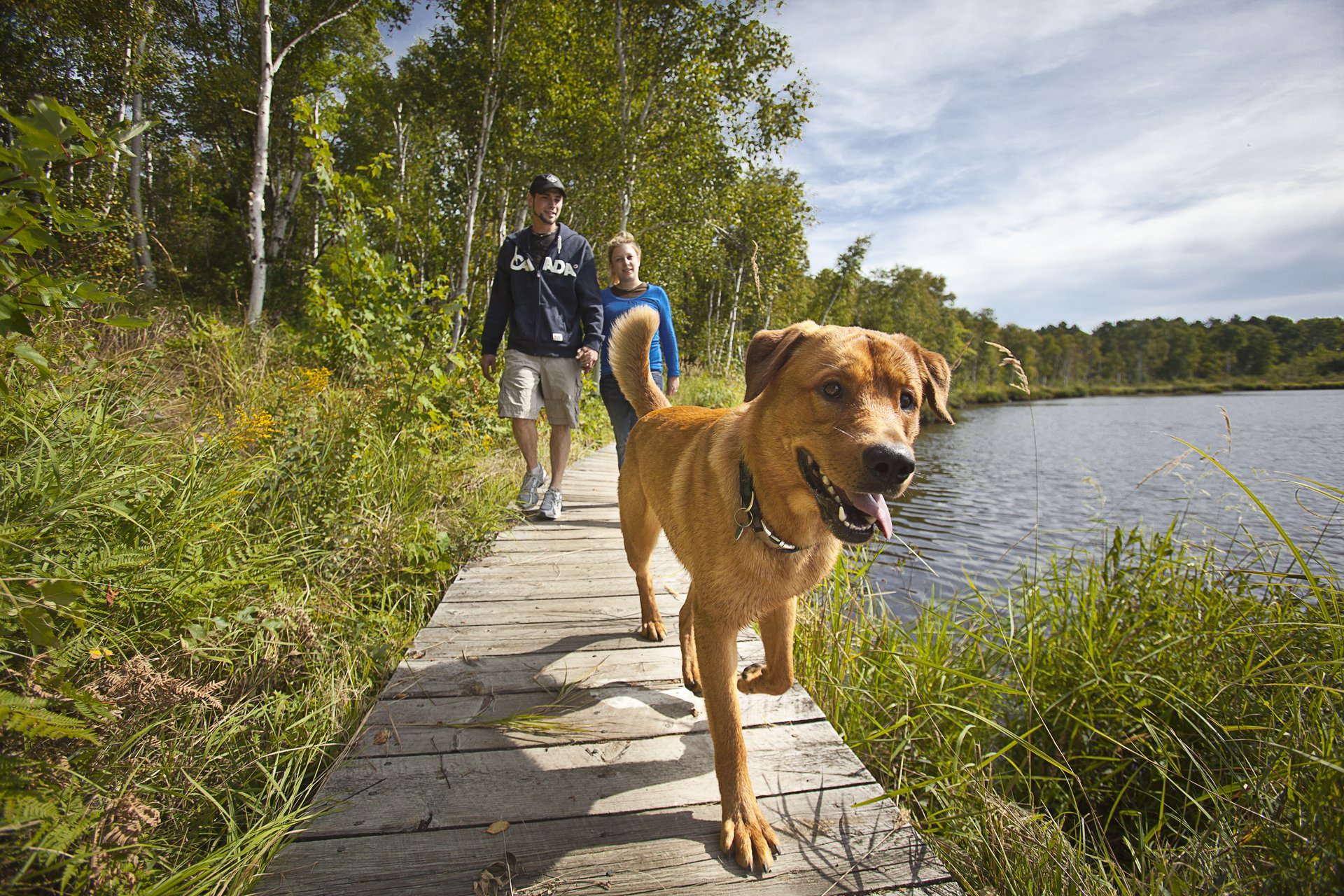 Dog friendly hiking on the boardwalk at Lake Laurentian Conservation Area