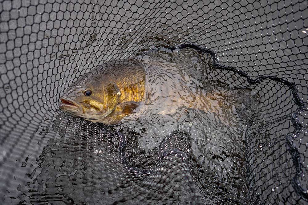 netted smallmouth bass